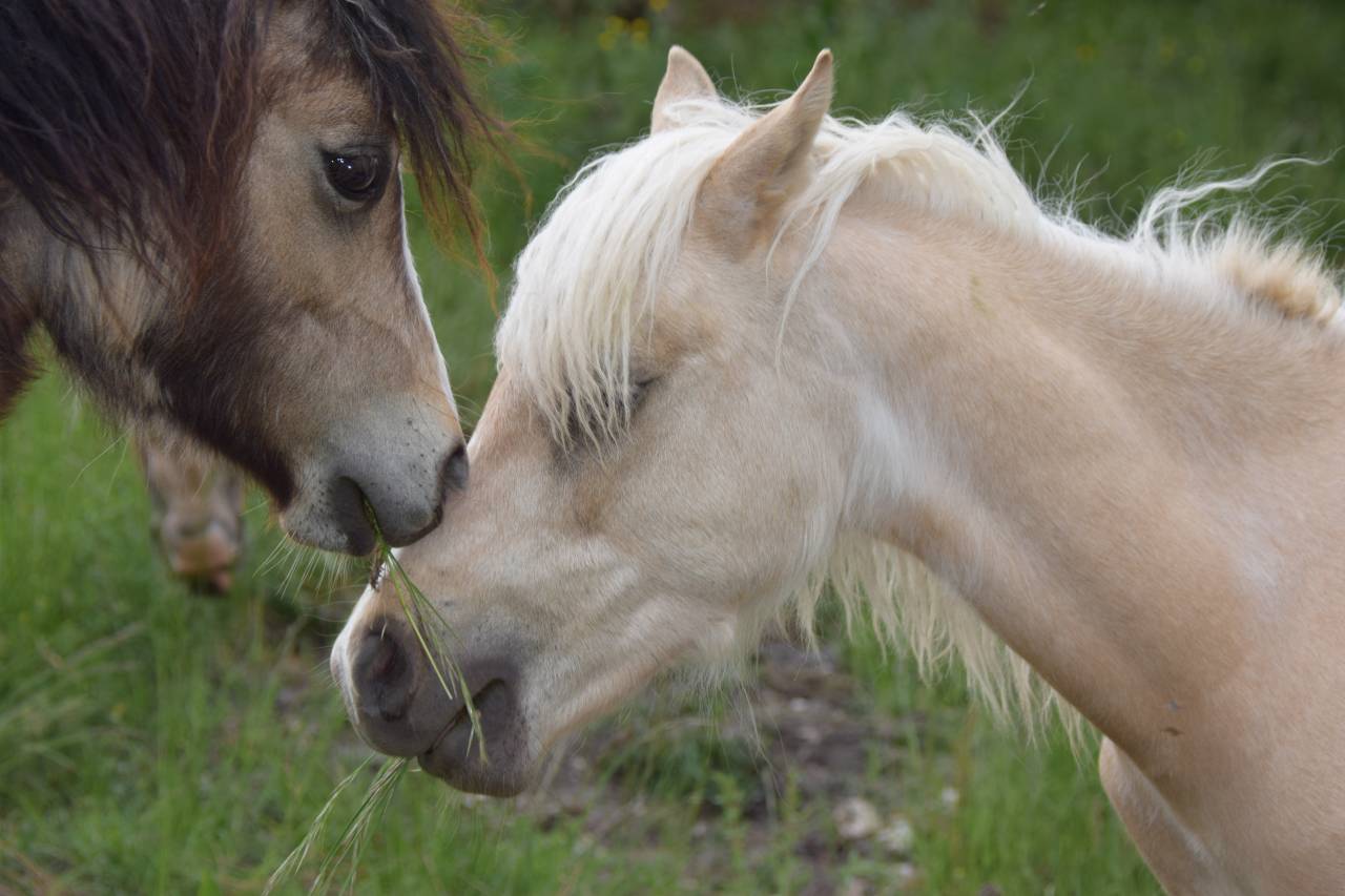 ? &Eacute;l&eacute;gant Welsh B pleins papiers entier Palomino de 1 
