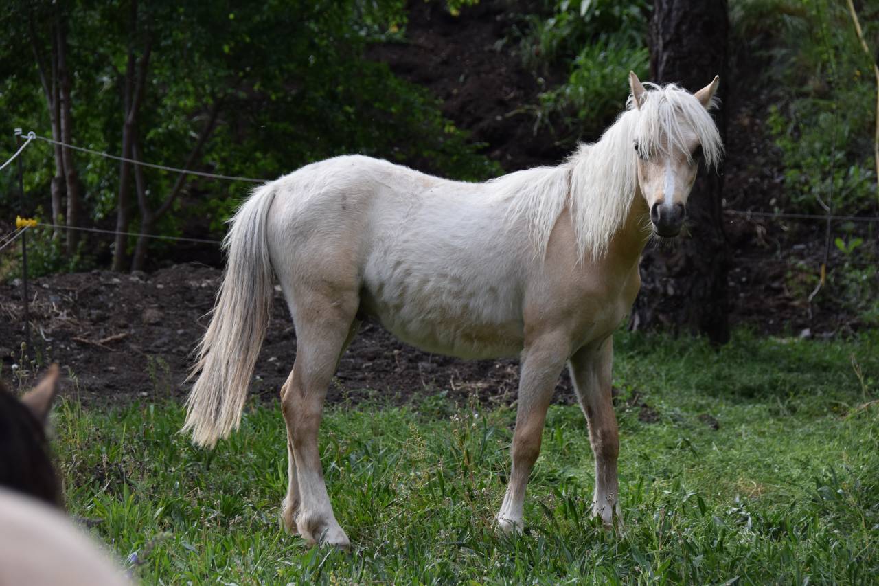 ? &Eacute;l&eacute;gant Welsh B pleins papiers entier Palomino de 1 