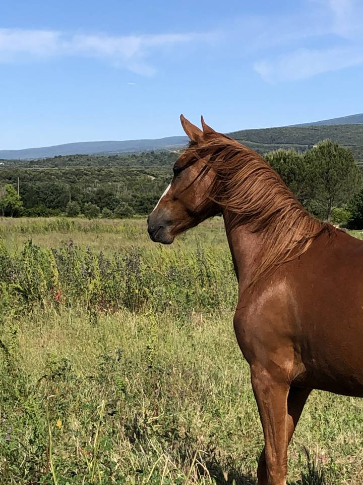 Cheval hongre DSA &agrave; 87.5%