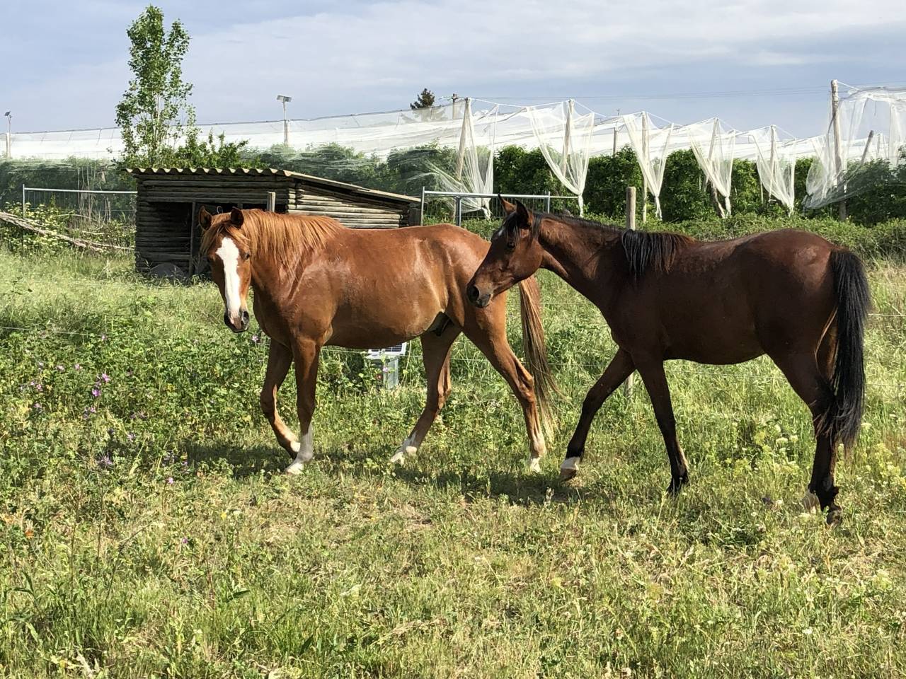 Cheval hongre DSA &agrave; 87.5%