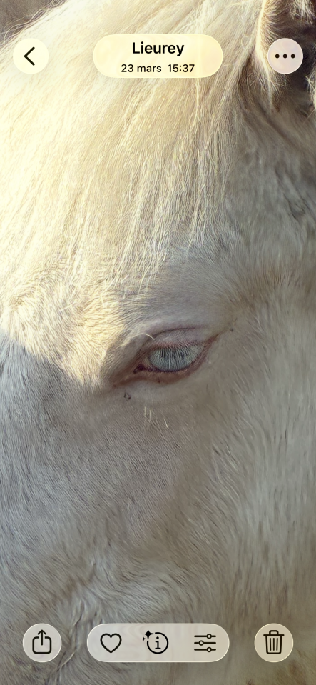 Pouliche welsh cob D creme 