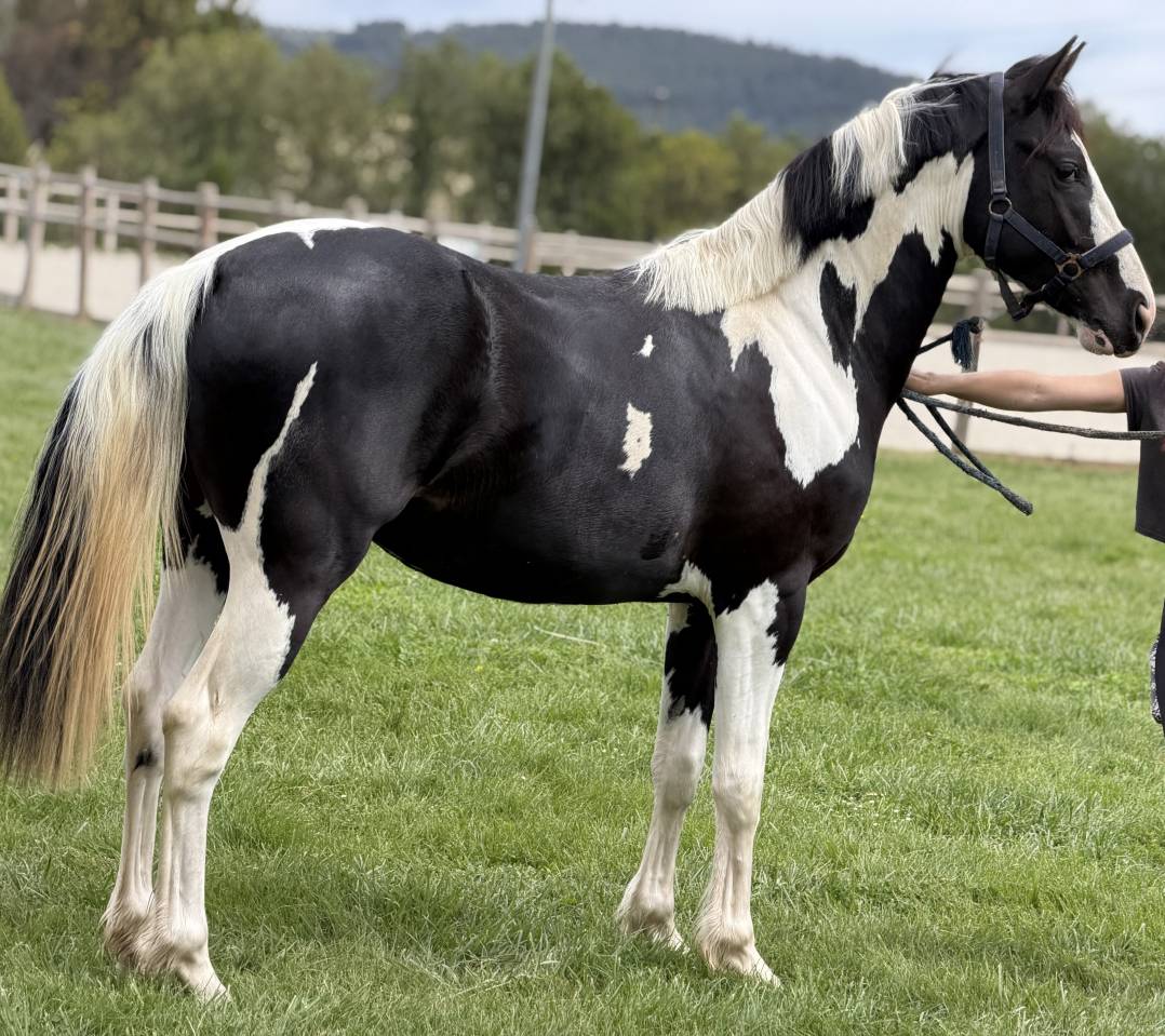 magnifique poulain de sport 