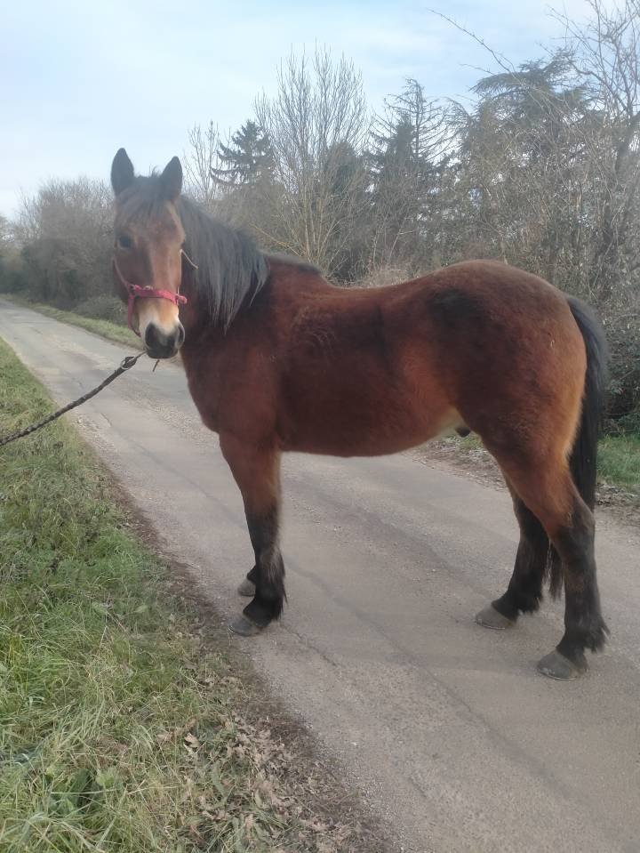 Hongre 5 ans onc 