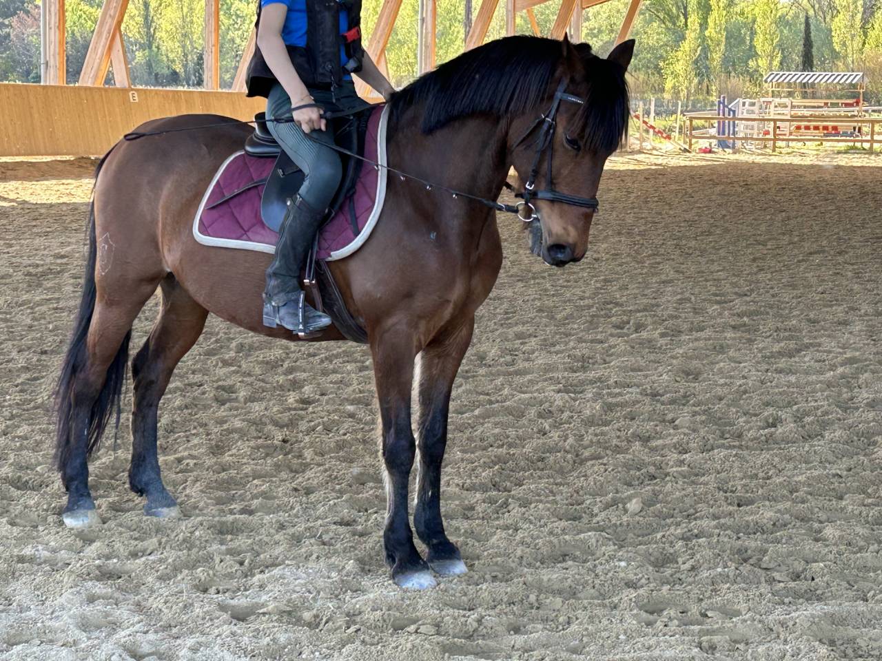 poney D