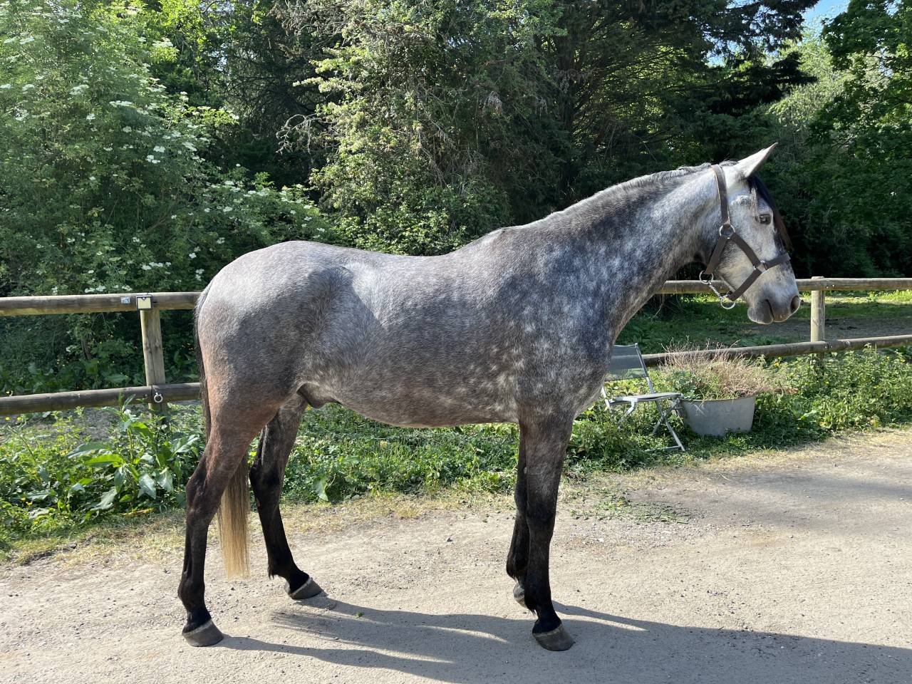 Gentil 6 ans polyvalent 
