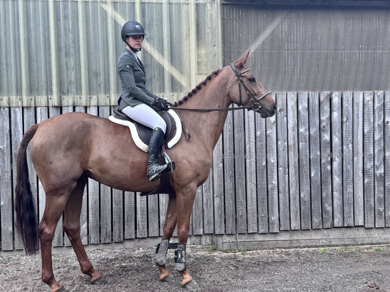 Superbe Jument Hunter cso 