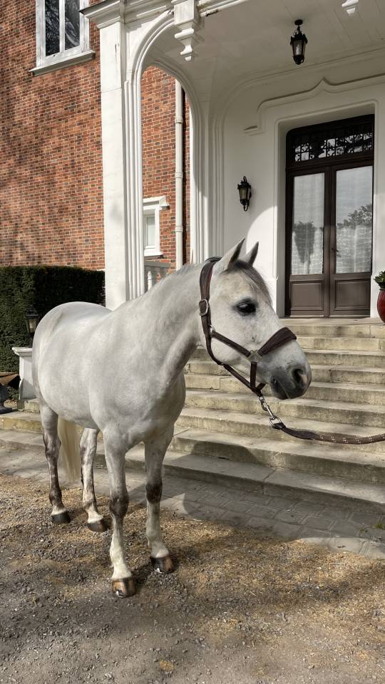 Poney PFS 