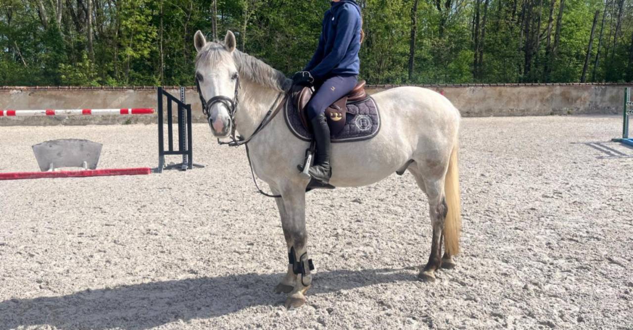 Poney PFS 
