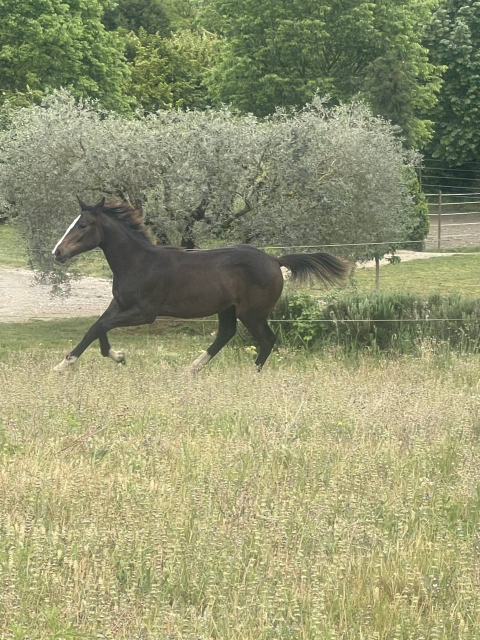 Belle Pouliche de 1 an 