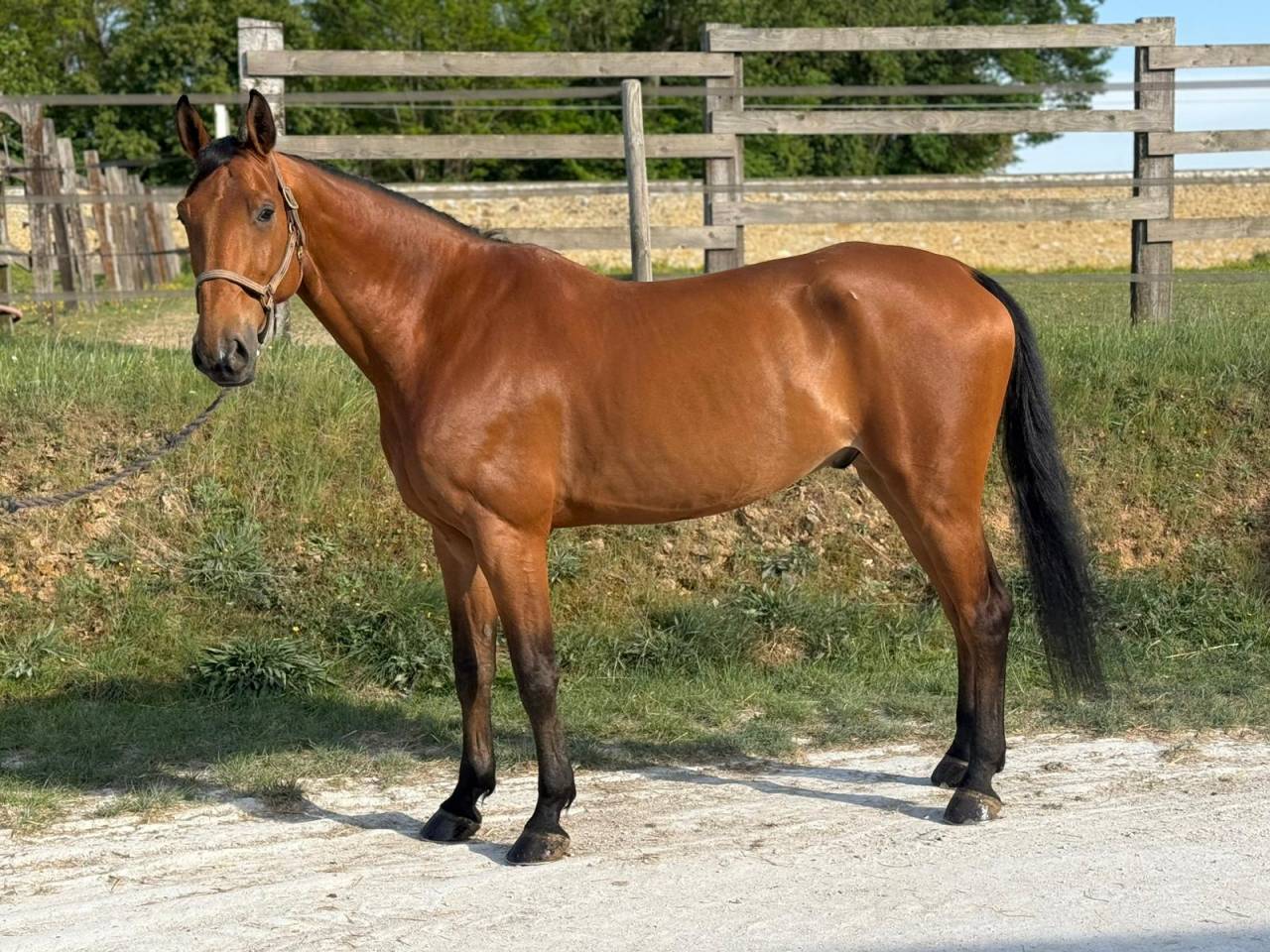 Cheval de 10&egrave;me CSO HUNTER