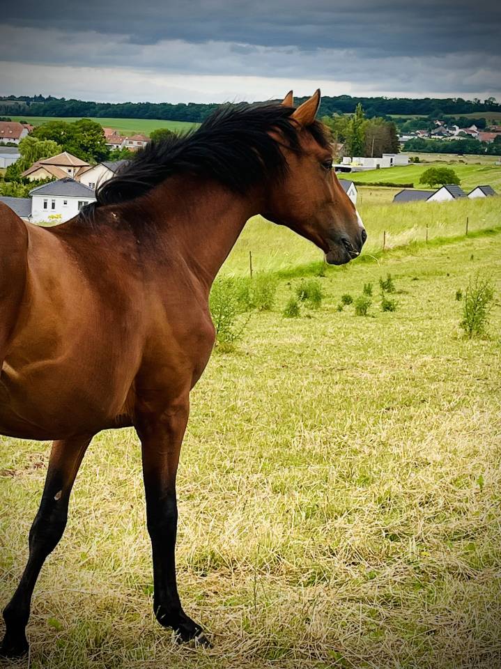 Cheval de sport / CSO-CCE 