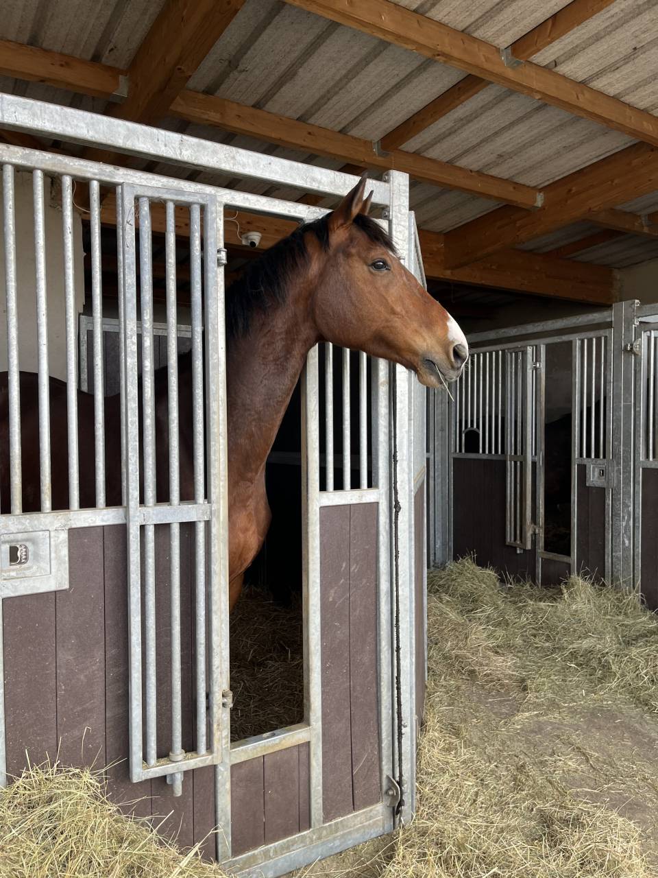 Cheval de sport / CSO-CCE 