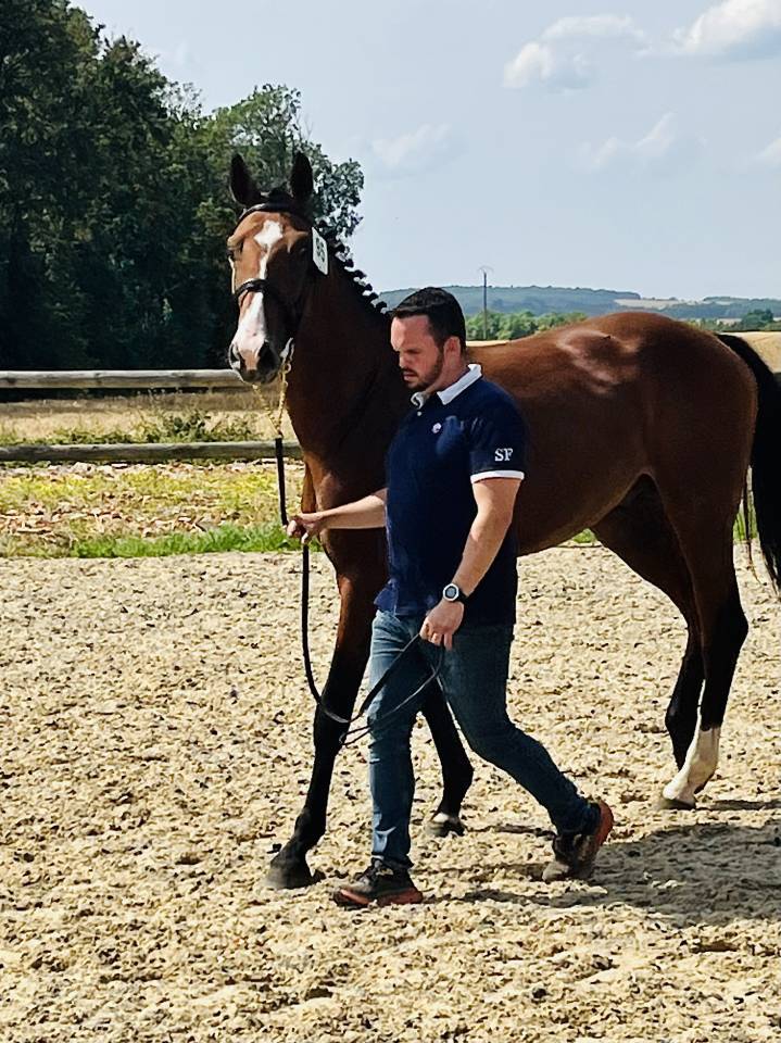 Cheval de sport / CSO-CCE 