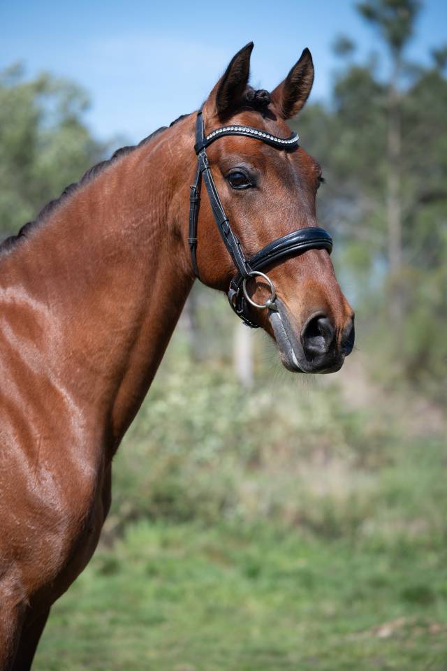 Magnifique pur race espagnole de 7 ans 