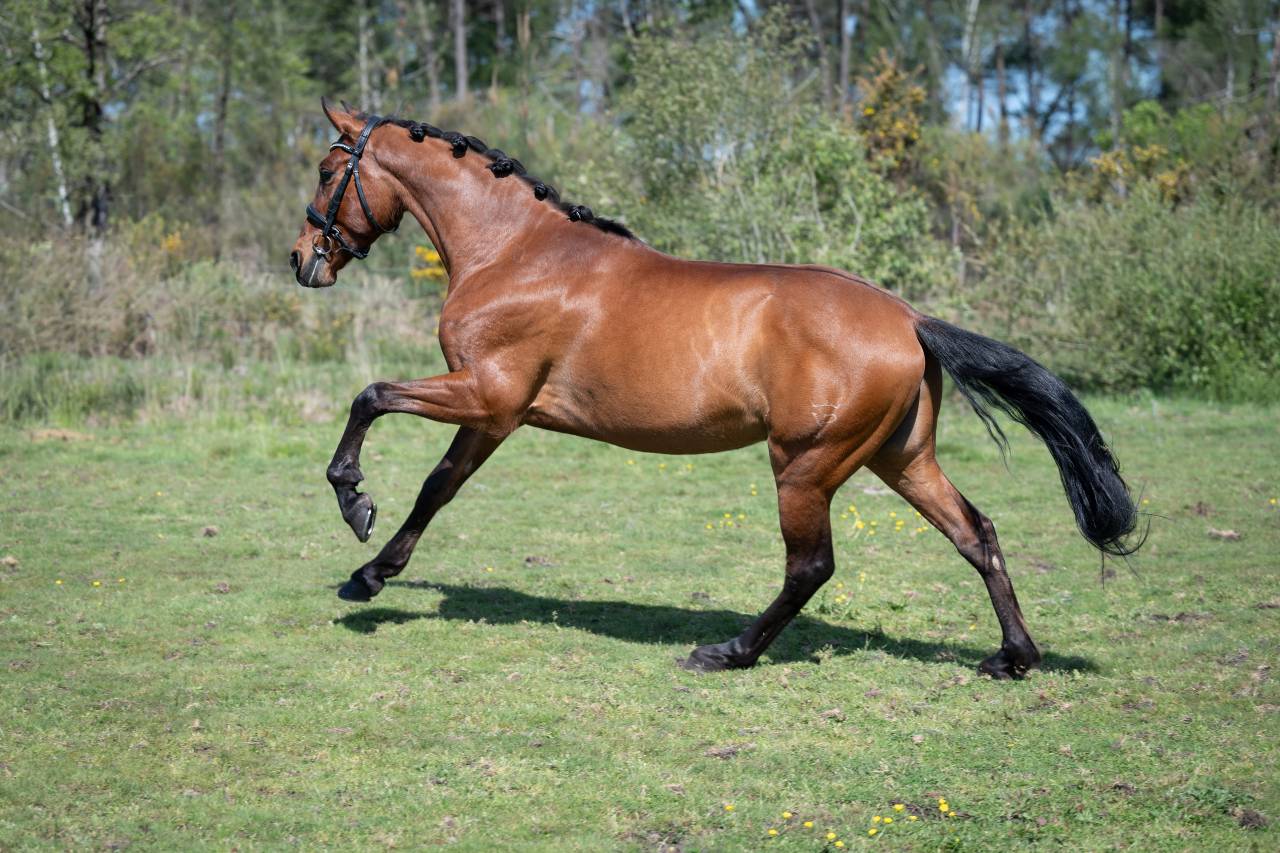 Magnifique pur race espagnole de 7 ans 