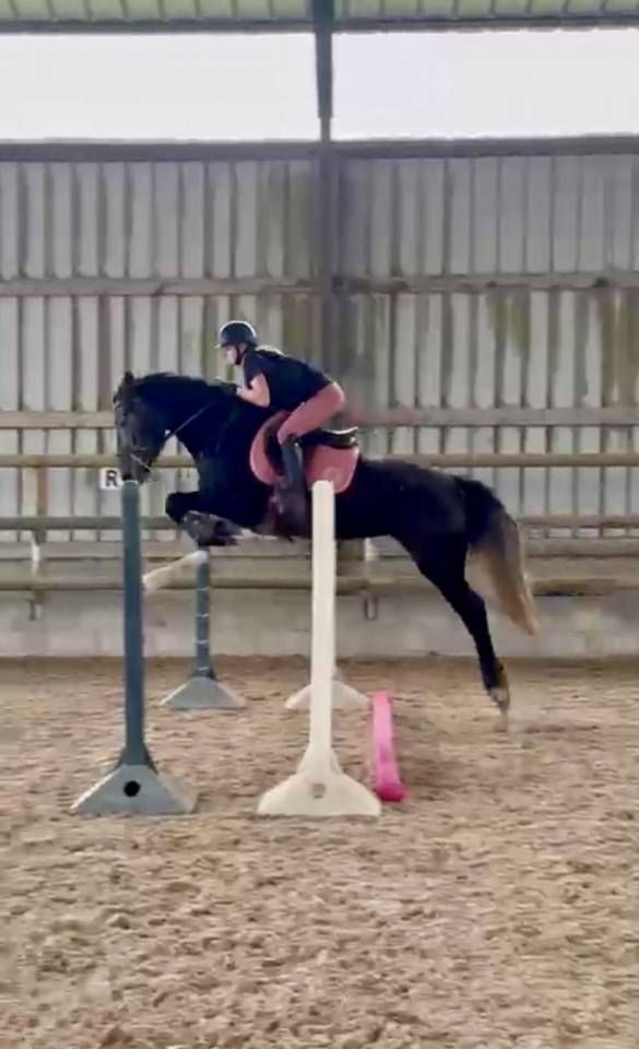Jument SF top amateur