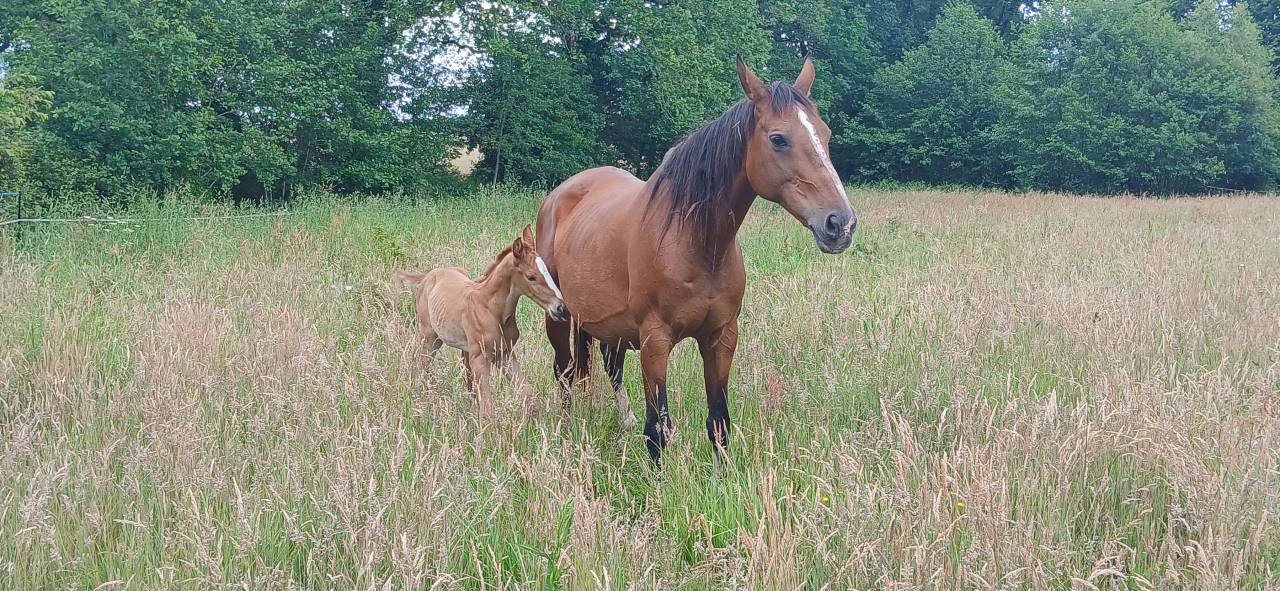 Selle Fran&ccedil;ais Foal par Regina de Rouhet
