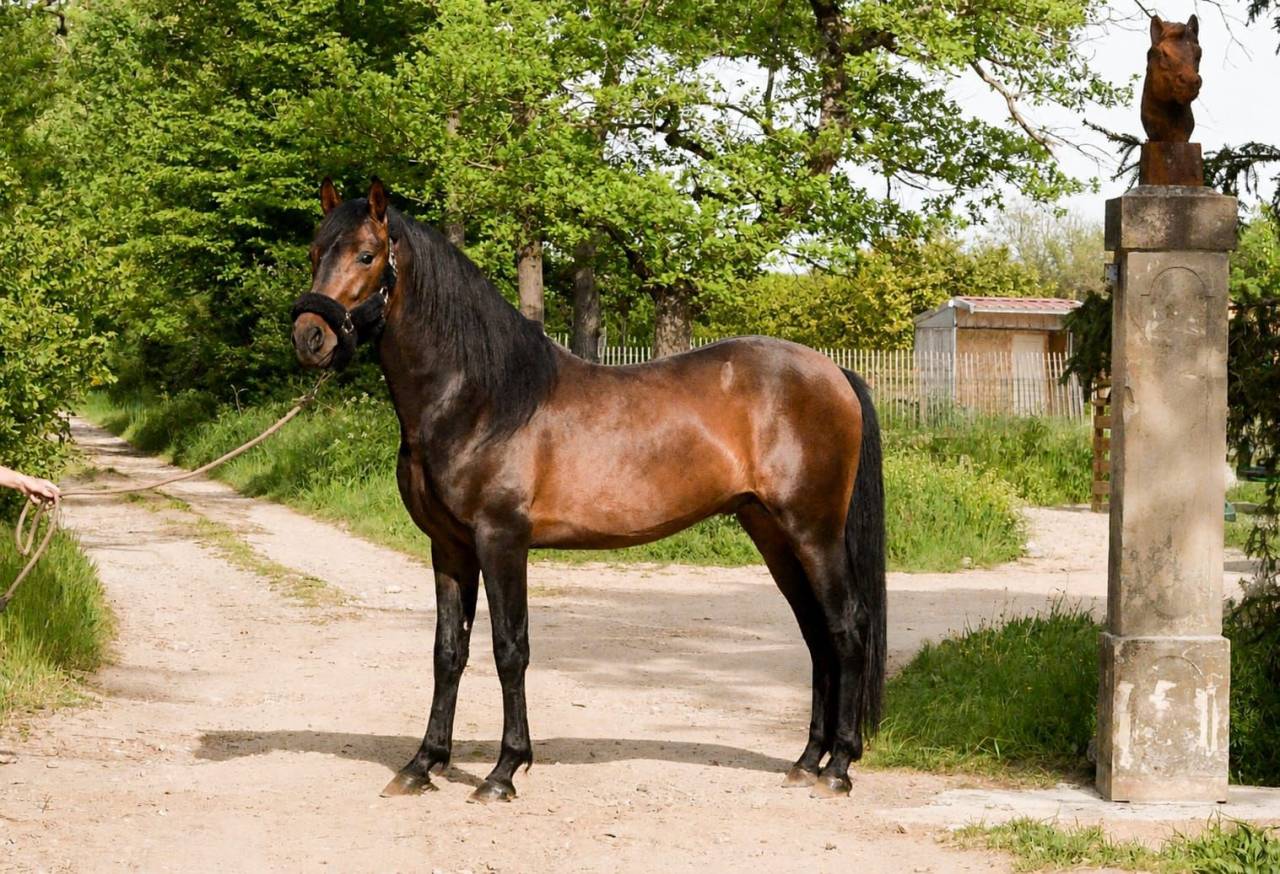 Sublime entier de 4 ans 