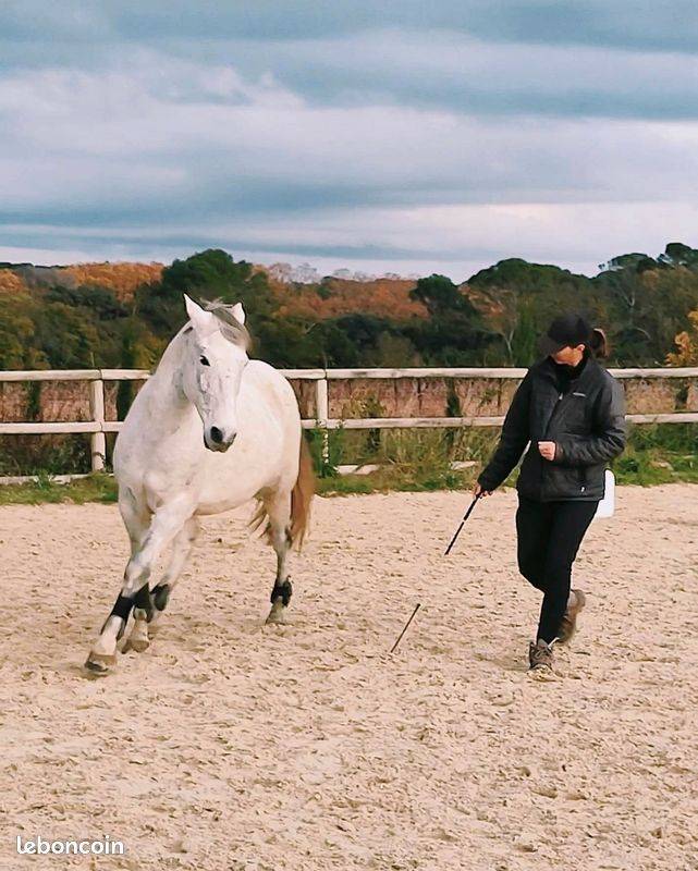 Monitrice d'&eacute;quitation de tradition fran&ccedil;aise