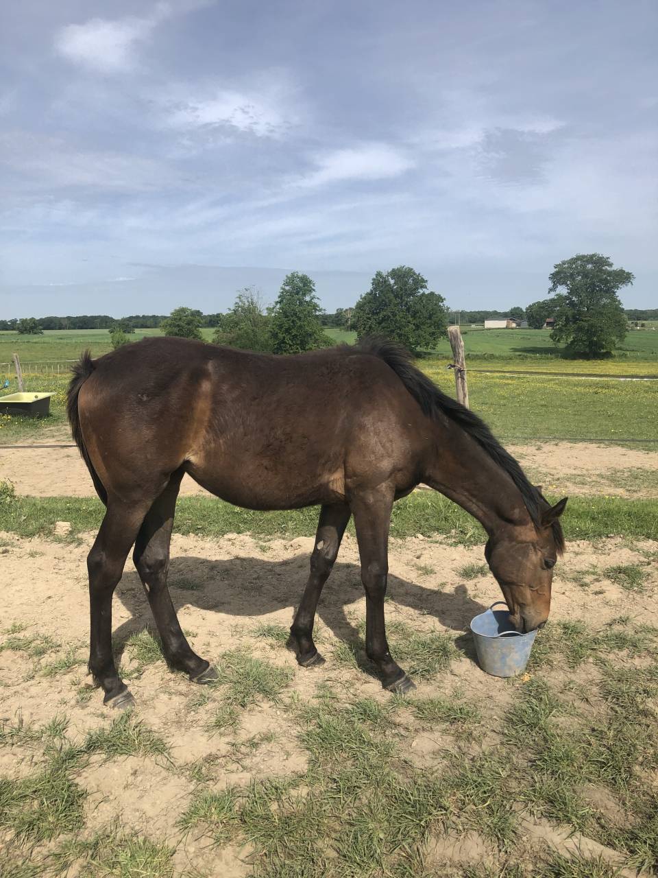 Yearling AQPS pour courses