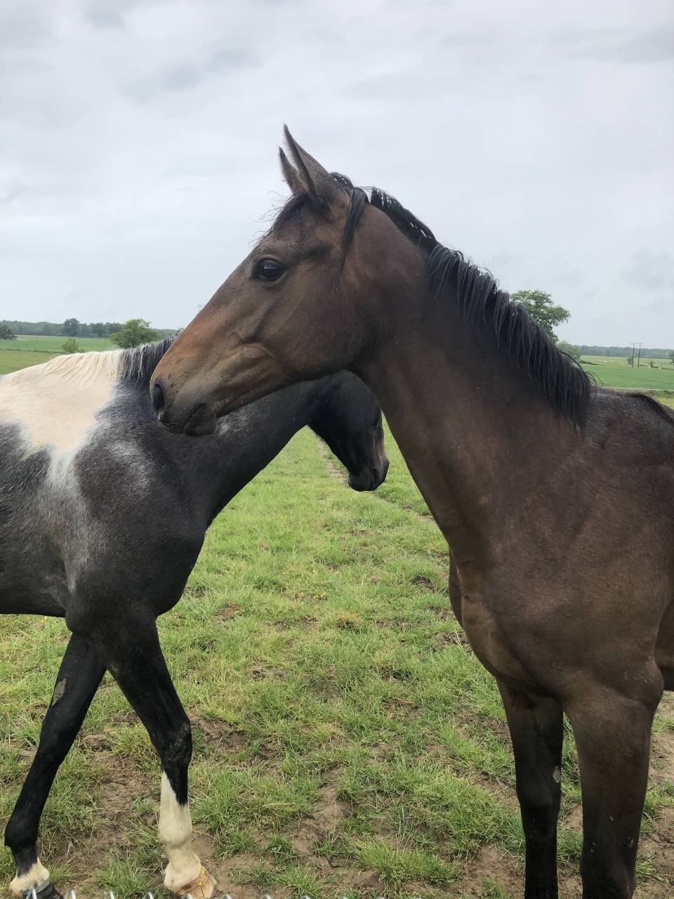 Yearling AQPS pour courses