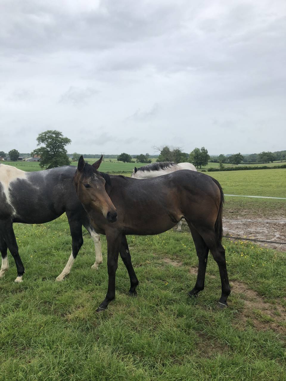 Yearling AQPS pour courses