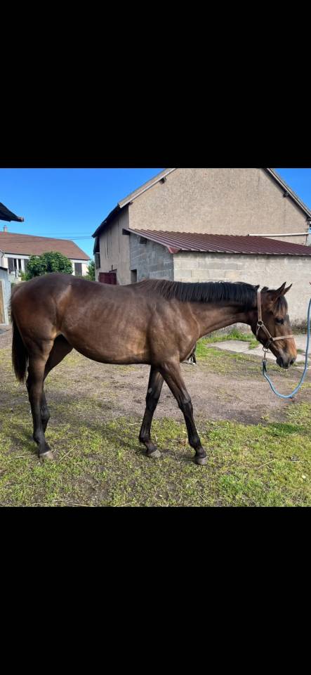 Yearling AQPS pour courses