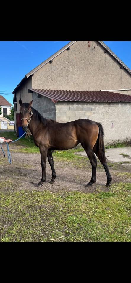 Yearling AQPS pour courses