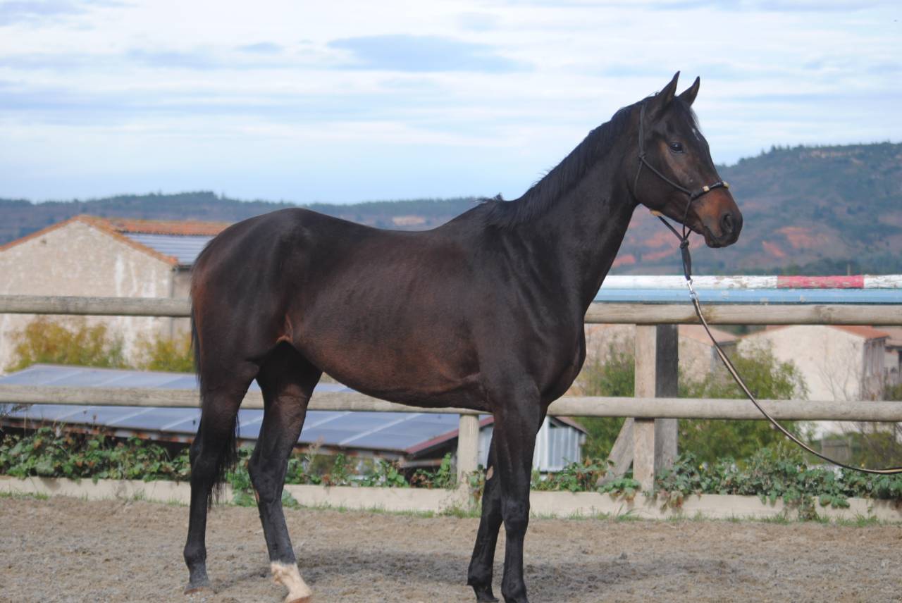 &Agrave; vendre jument kwpn 
