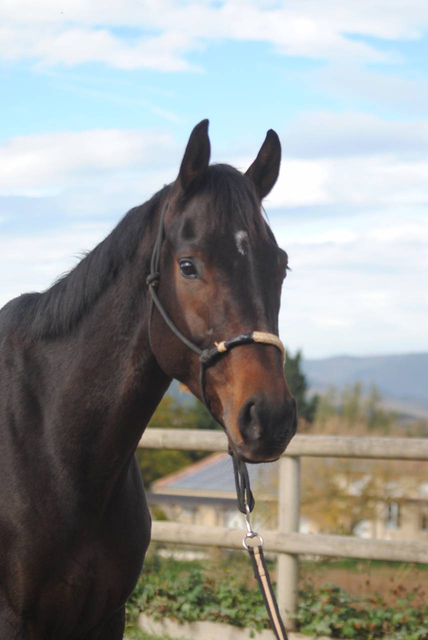&Agrave; vendre jument kwpn 