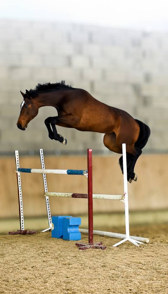 Jument de sport 