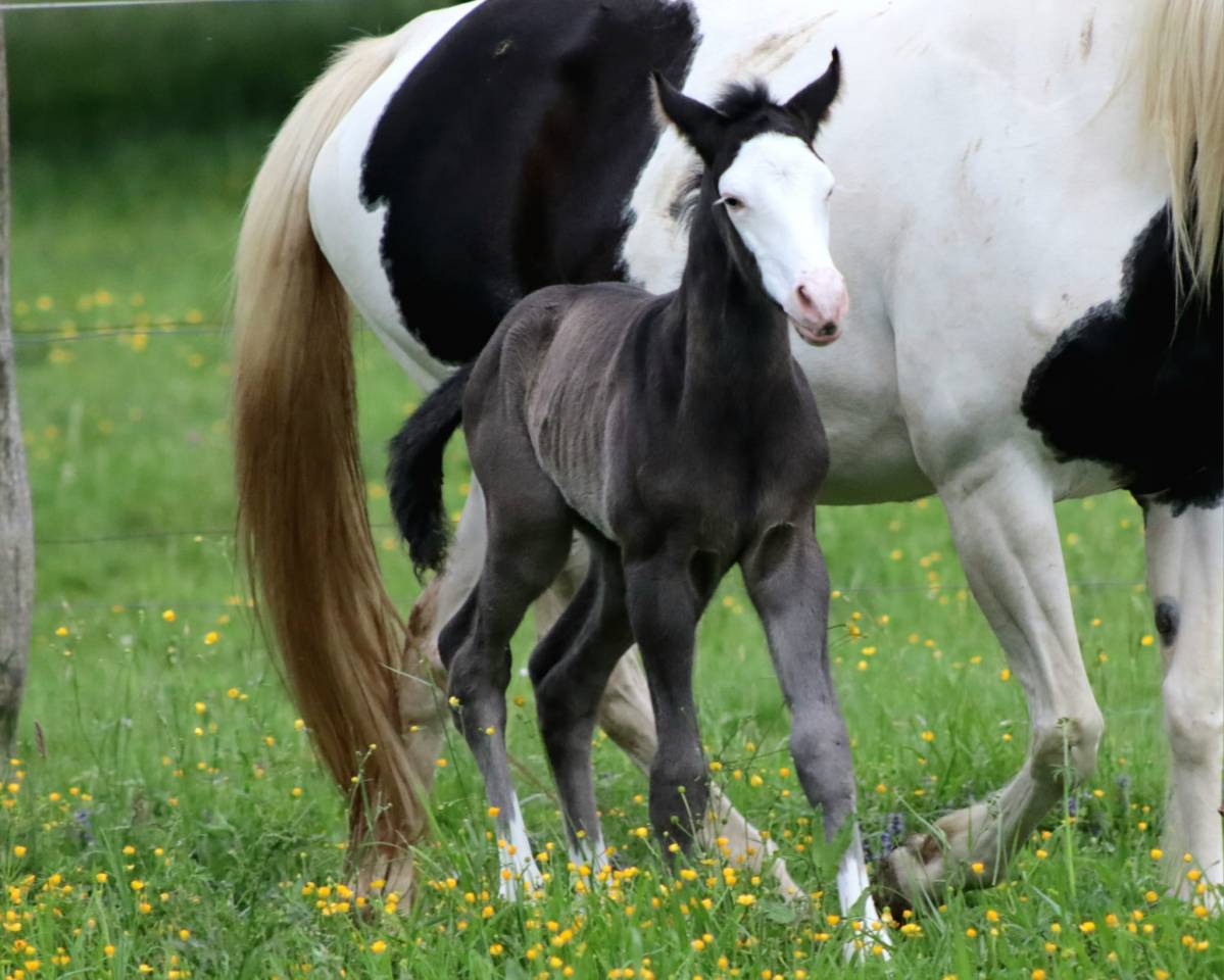 Poulain paint horse black overo