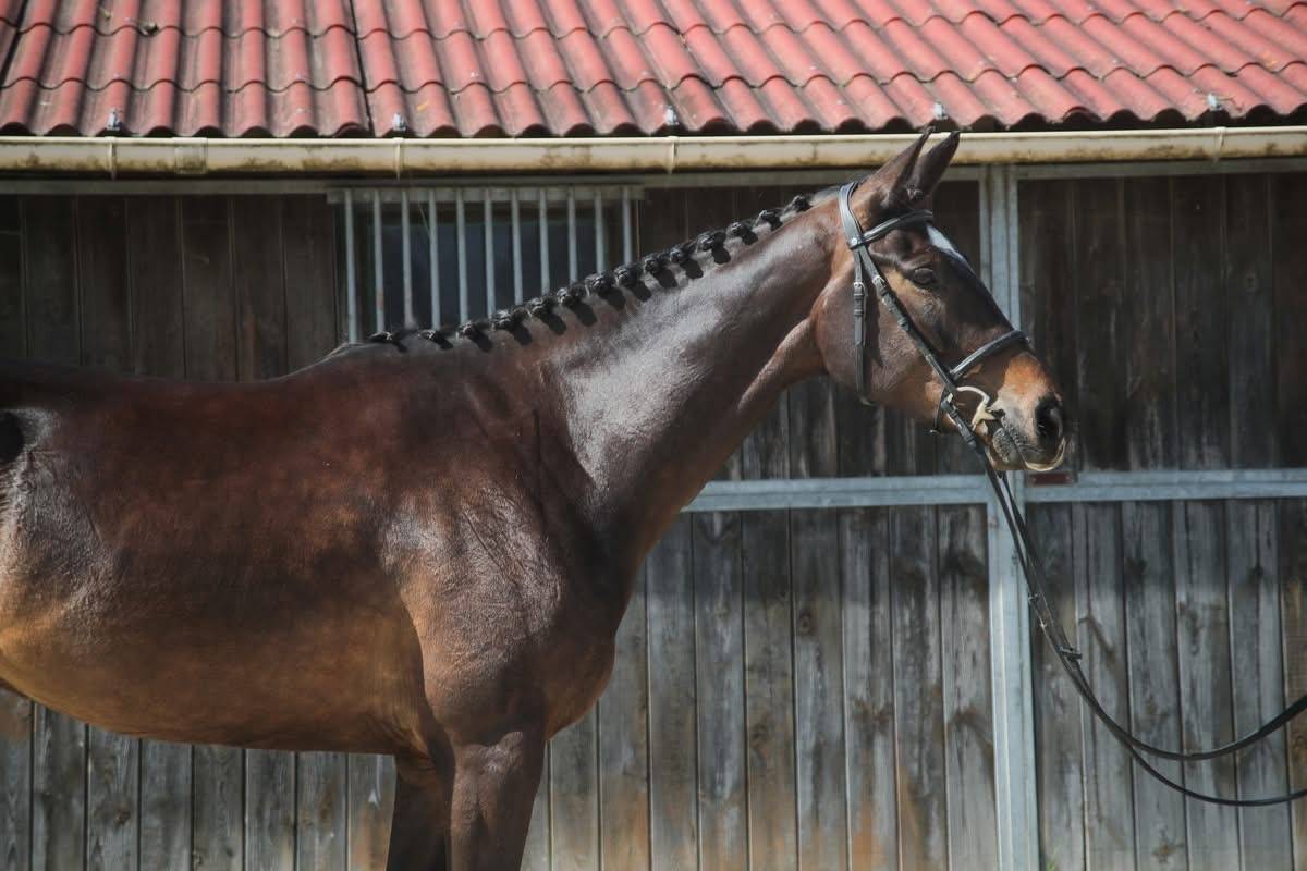 Hongre de 4ans &agrave; vendre 