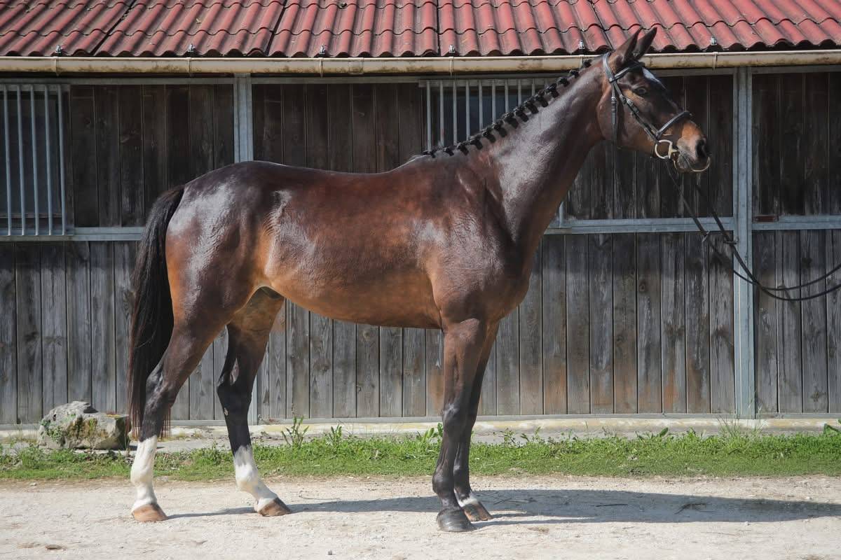 Hongre de 4ans &agrave; vendre 