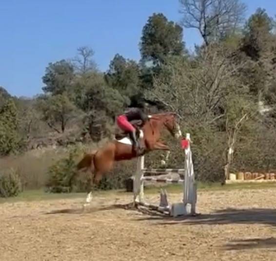 Magnifique hongre de 4 ans tr&egrave;s prometteur