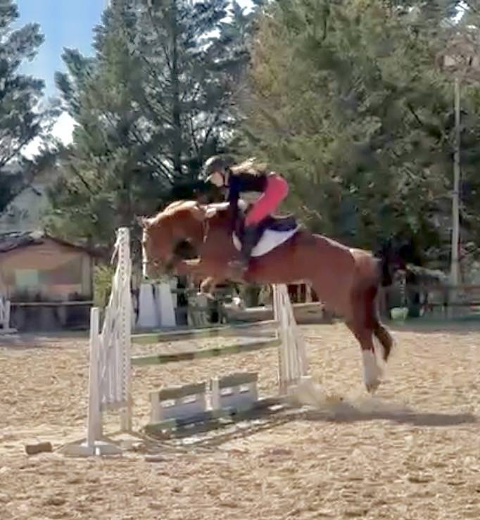 Magnifique hongre de 4 ans tr&egrave;s prometteur
