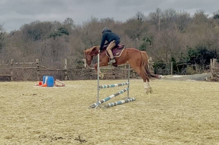 Magnifique hongre de 4 ans tr&egrave;s prometteur