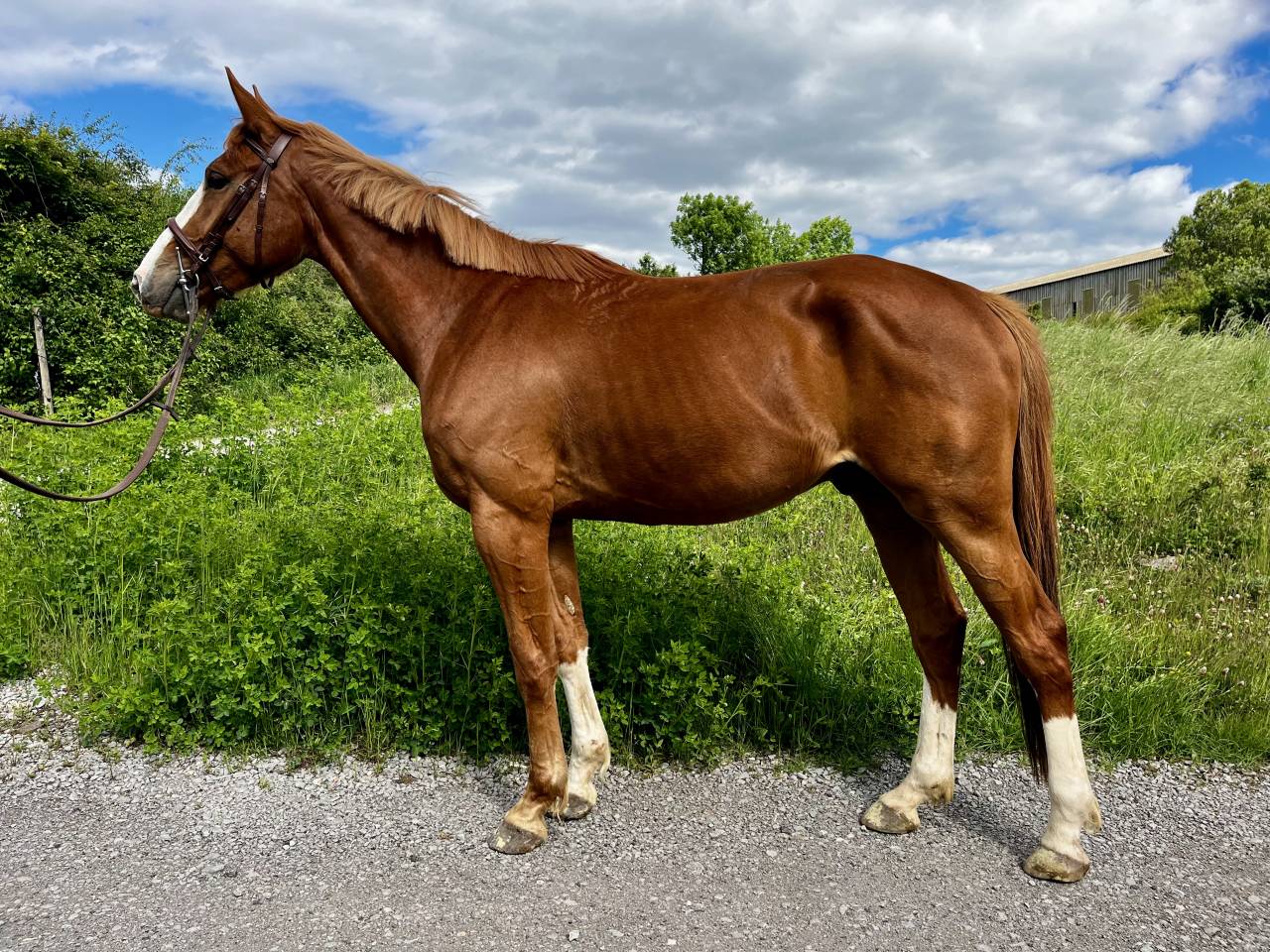 Magnifique hongre de 4 ans tr&egrave;s prometteur