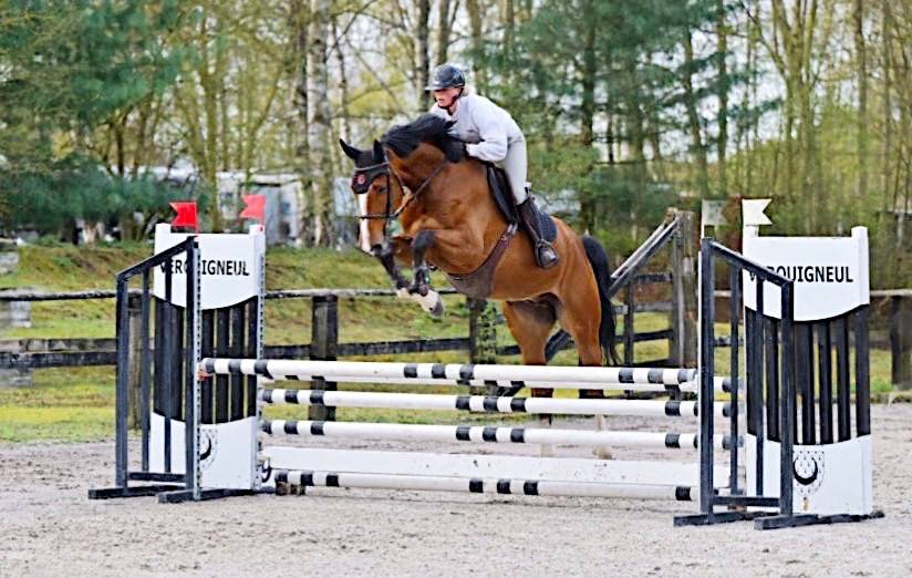 Hongre de 6 ans Grandorado Tn x Bamboula de muze 