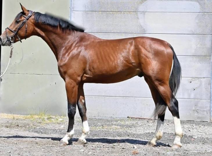 Hongre de 6 ans Grandorado Tn x Bamboula de muze 