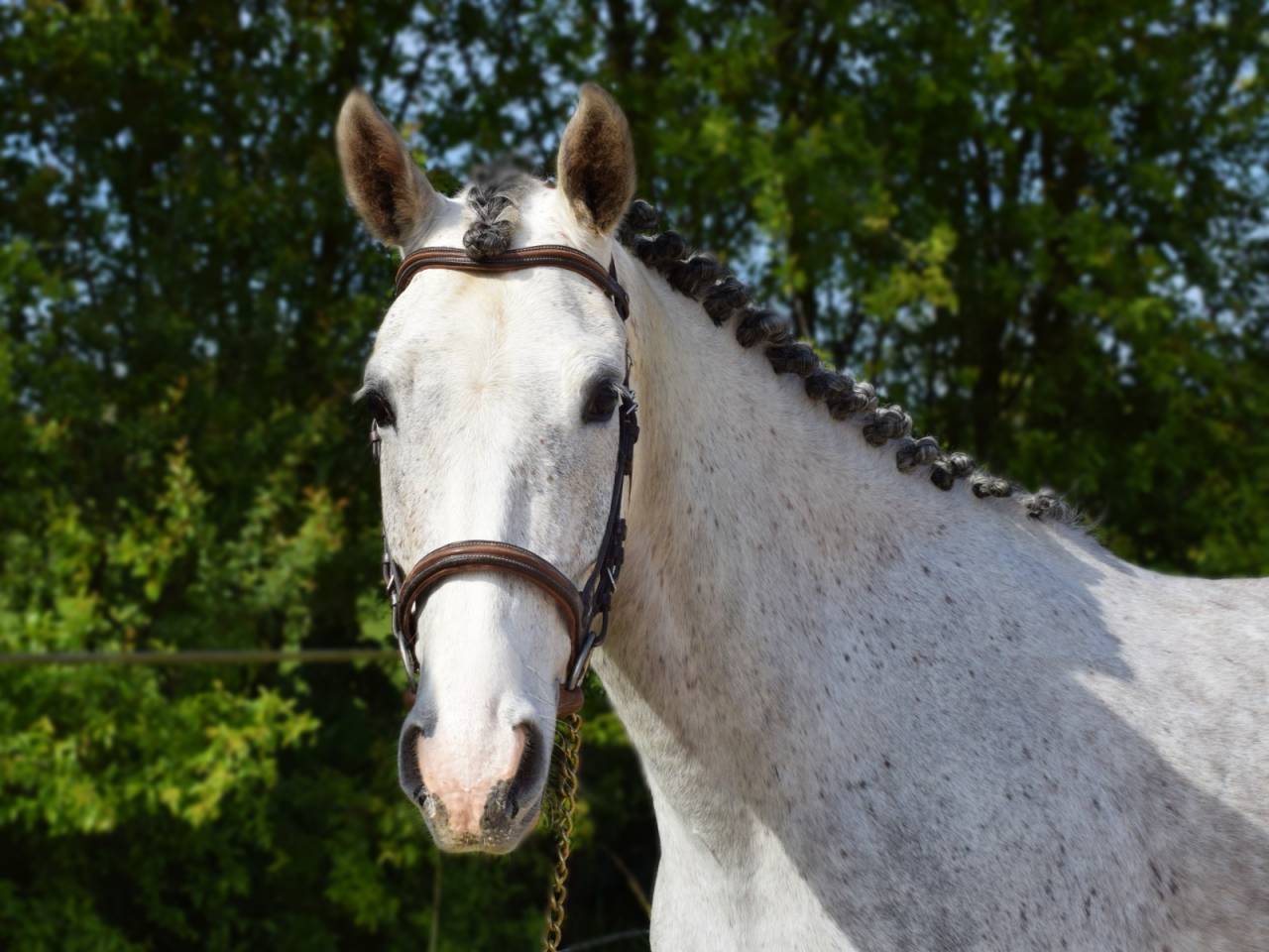 Jeune ponette grande D jument de 5 ans pour CSO ou CCE