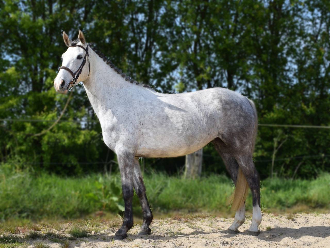 Jeune ponette grande D jument de 5 ans pour CSO ou CCE