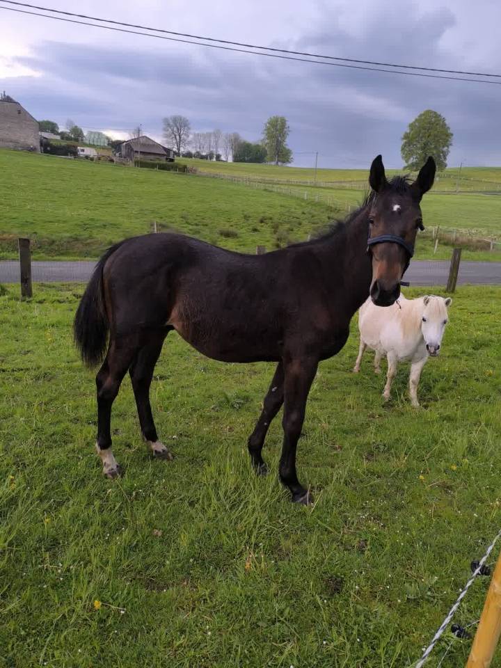 Tr&egrave;s brave poulain de 1an