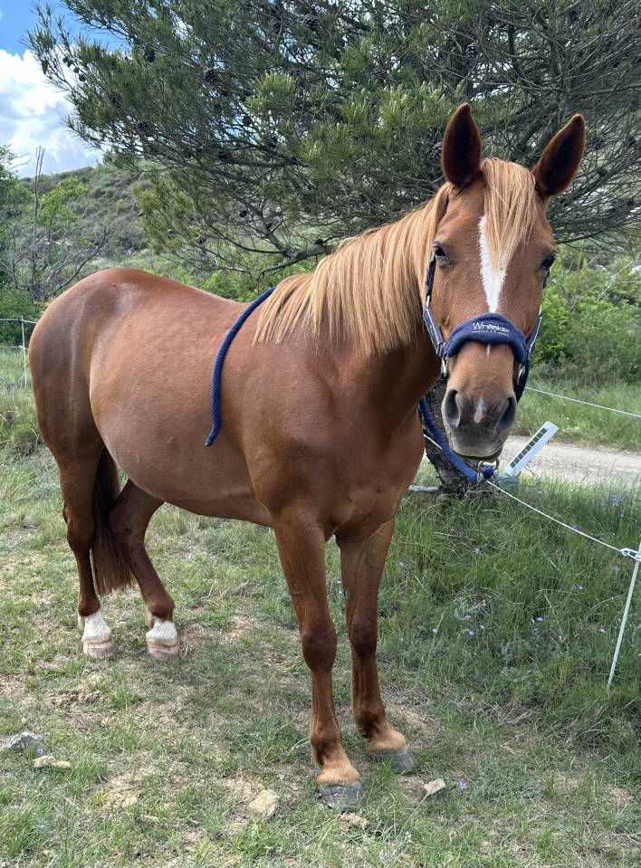 Jument &agrave; vendre - 9 ans
