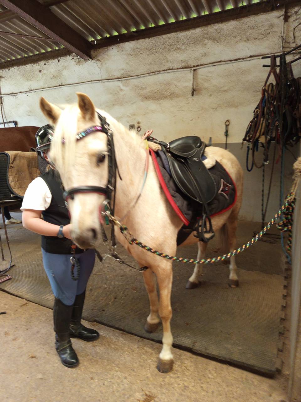 Poney B