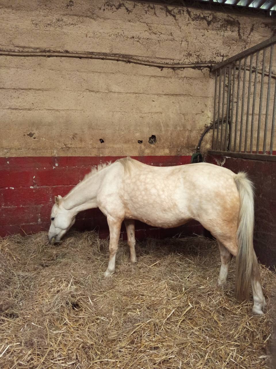 Poney B