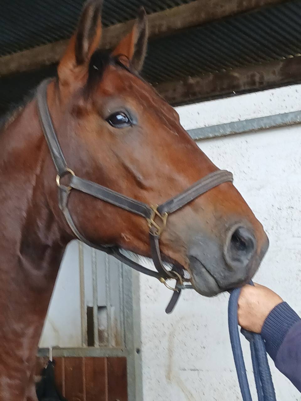 Selle fran&ccedil;ais 