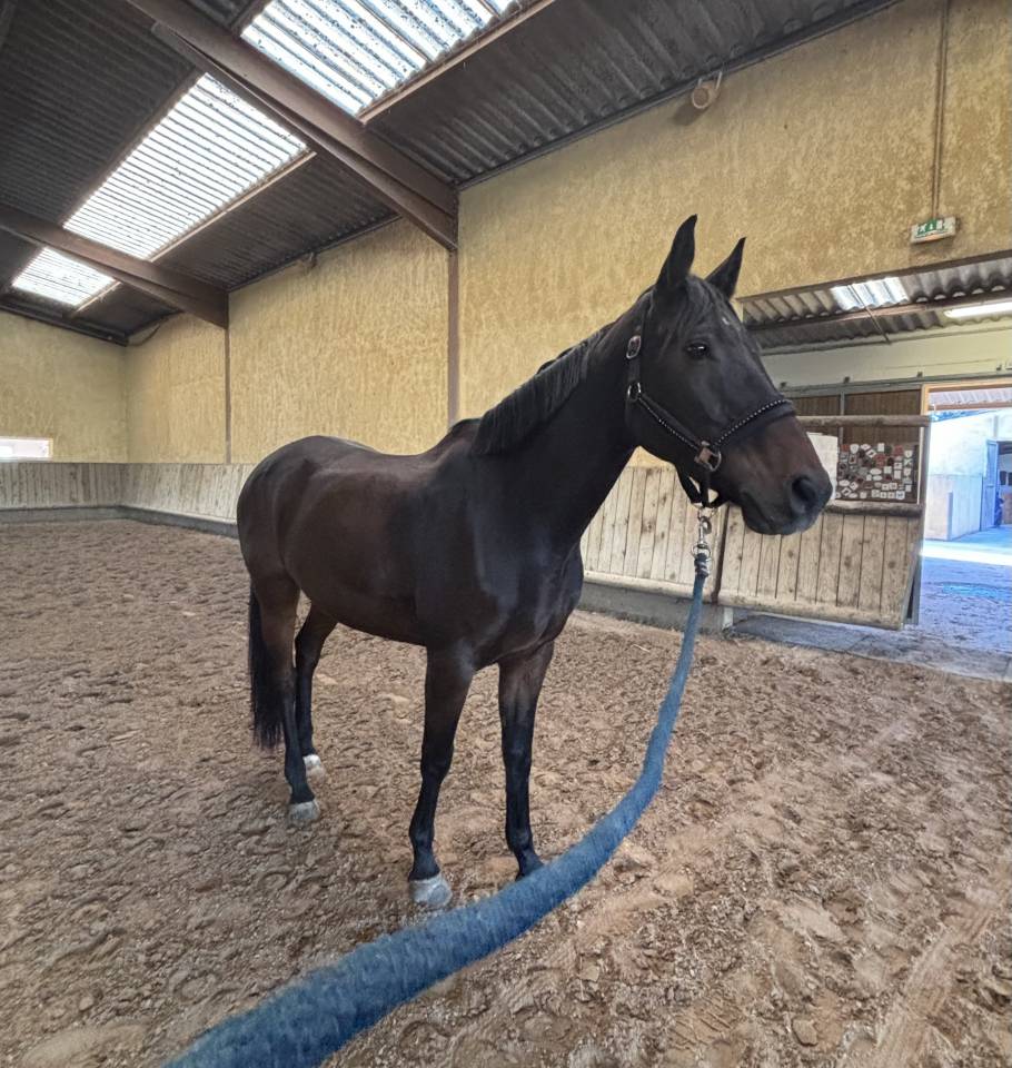Cheval &agrave; Vendre dans le GARD 