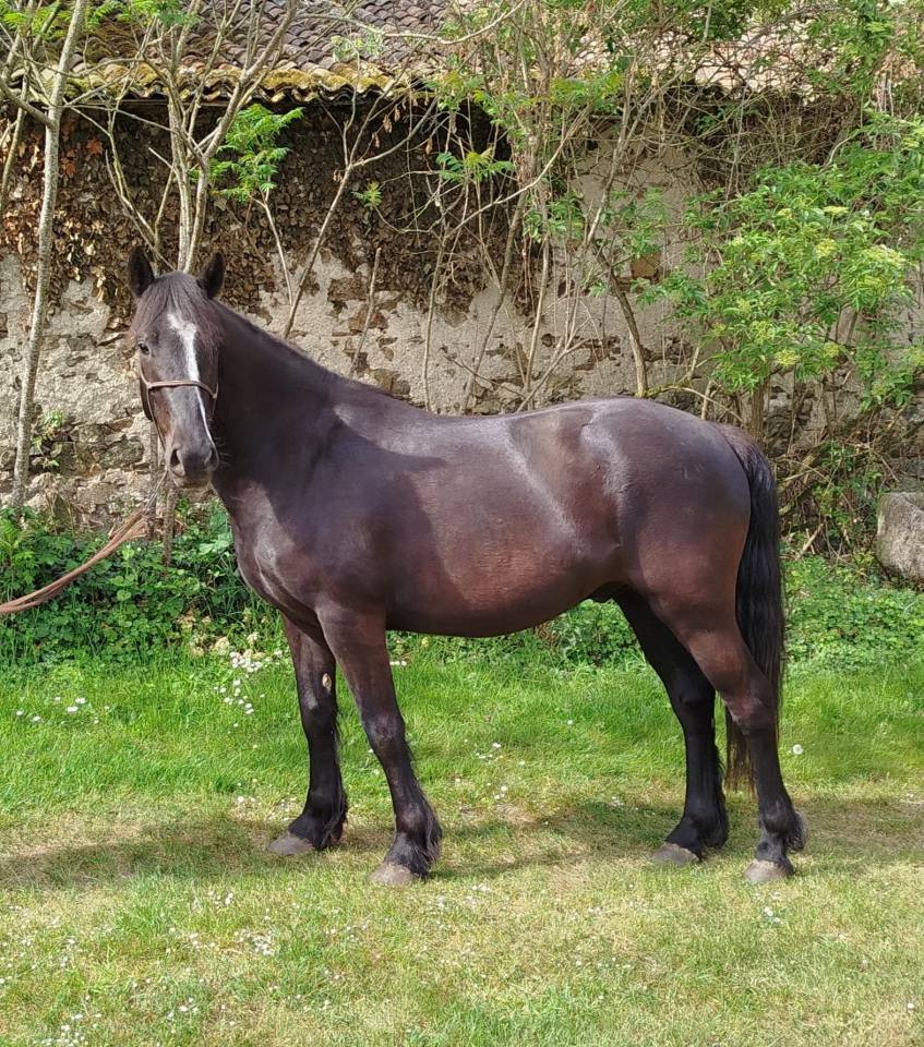 hongre connemara 4 ans