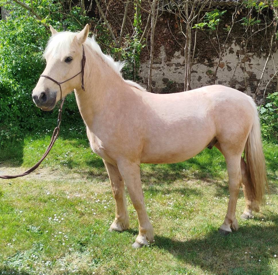 hongre connemara 4 ans